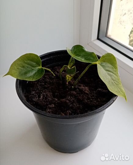 Антуриум красный 