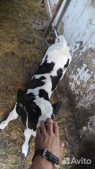 Бычки телки