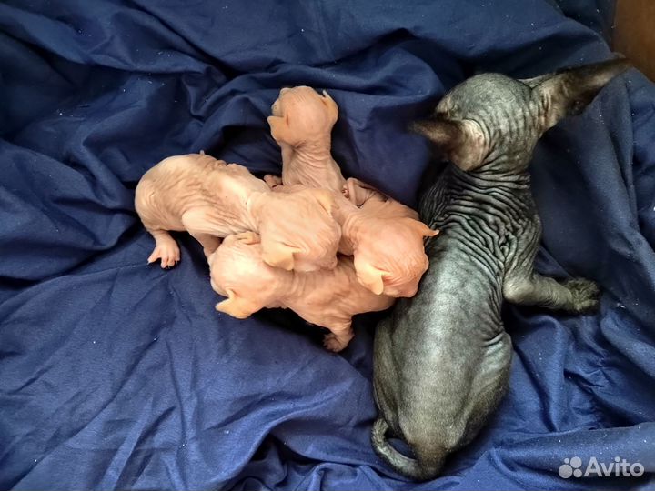 Канадский сфинкс котята