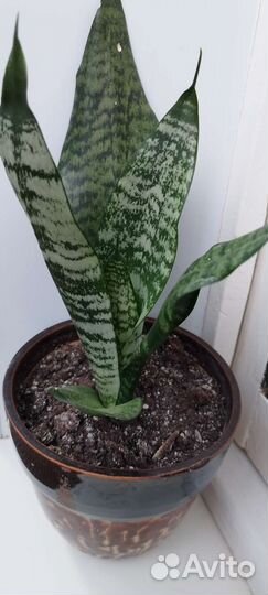 Сансевиерия, хавортия