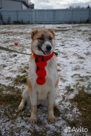 Осталась одна Василиса (метис алабая)