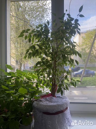 Фикус бенджамина пестролистный