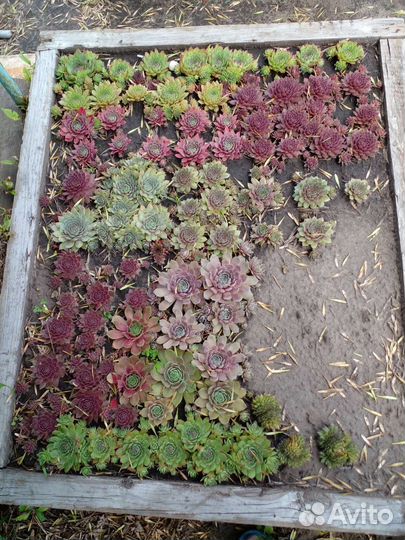 Каменная роза