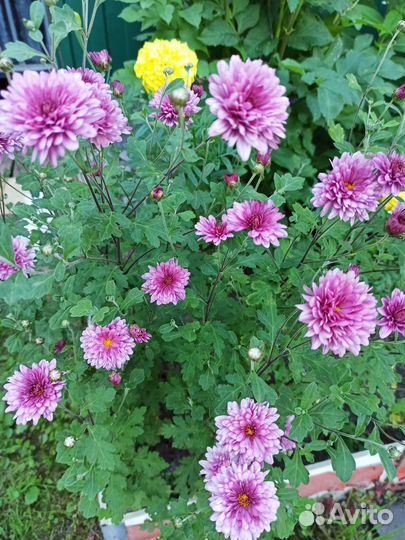 Хризантема кустовая