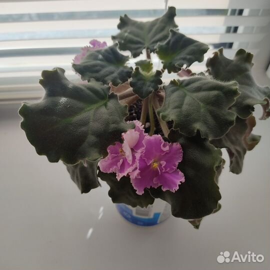 Фиалка цветущая