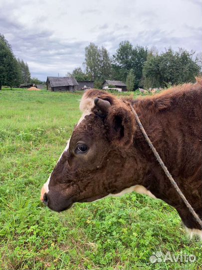 Племенная телка 1,5 года