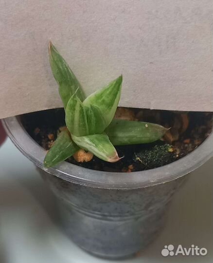 Красснула Хавортия вар Адениум