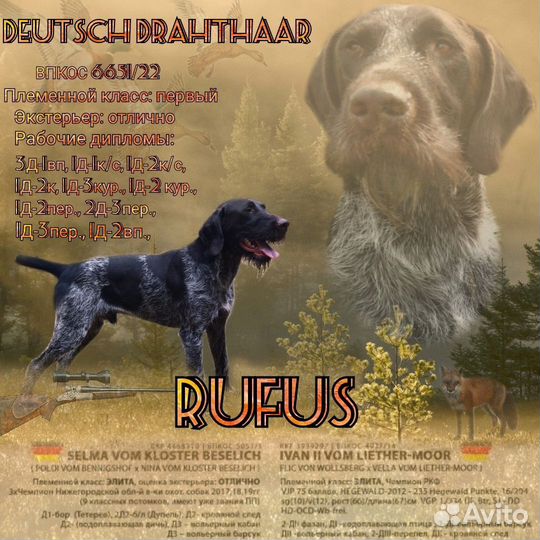 Дратхаар вязка