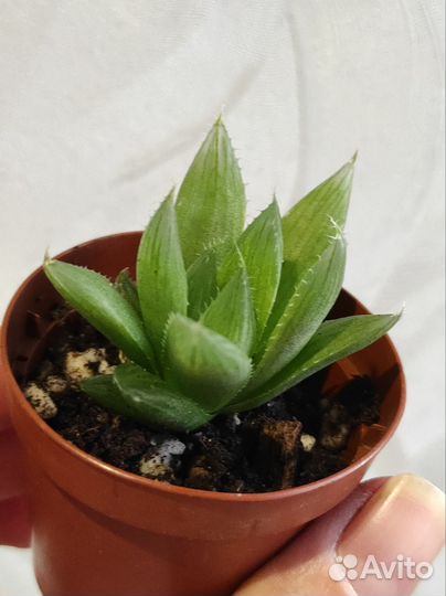 Суккуленты