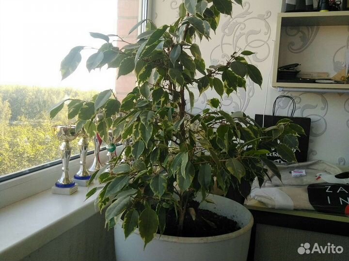 Бенджамина