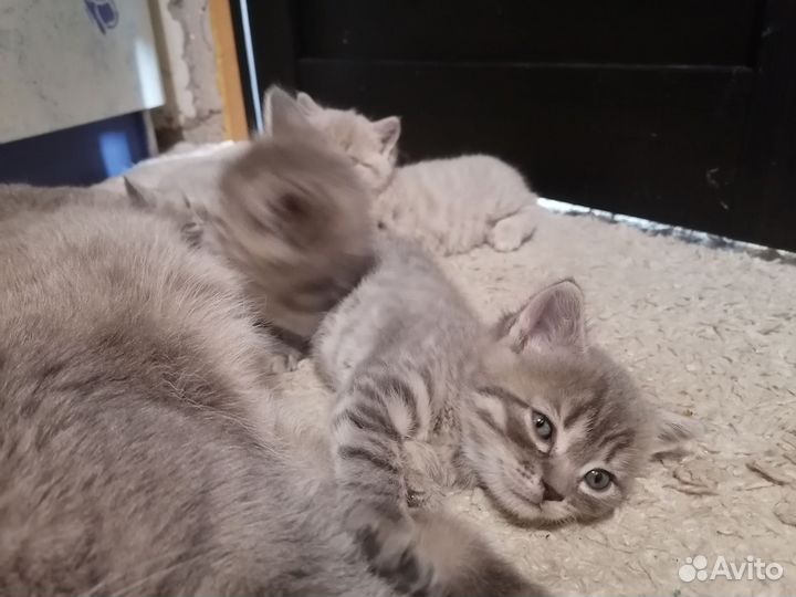 Котята в дар бесплатно