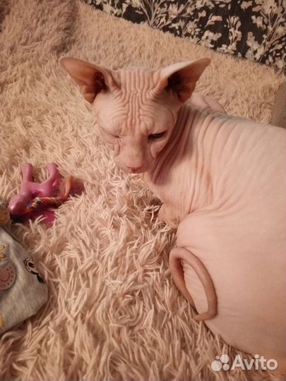 Канадский сфинкс