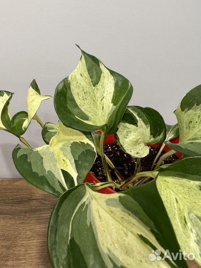 Сциндапсус хеппи лиф