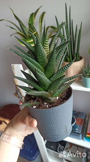 Суккулент хавортия