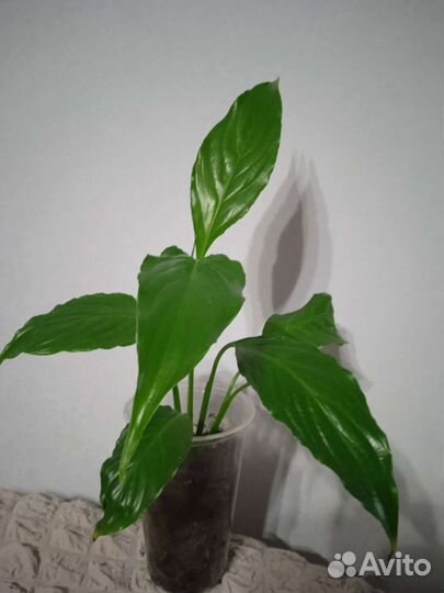 Спатифиллум