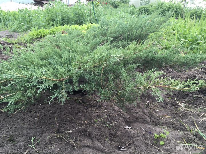 Можжевельник