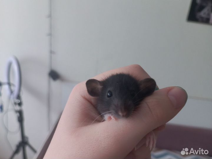 Крыса дамбо