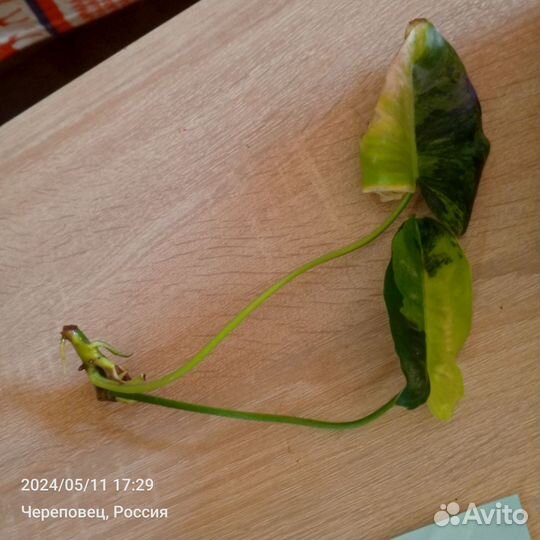 Филодендрон вариегантный бурле Маркс