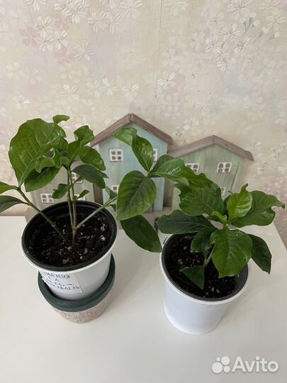 Табернемонтана, Гардения жасминовидная