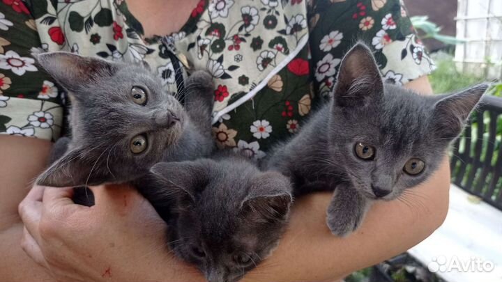 Русская голубая отдам