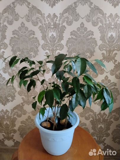 Фикус бенджамина