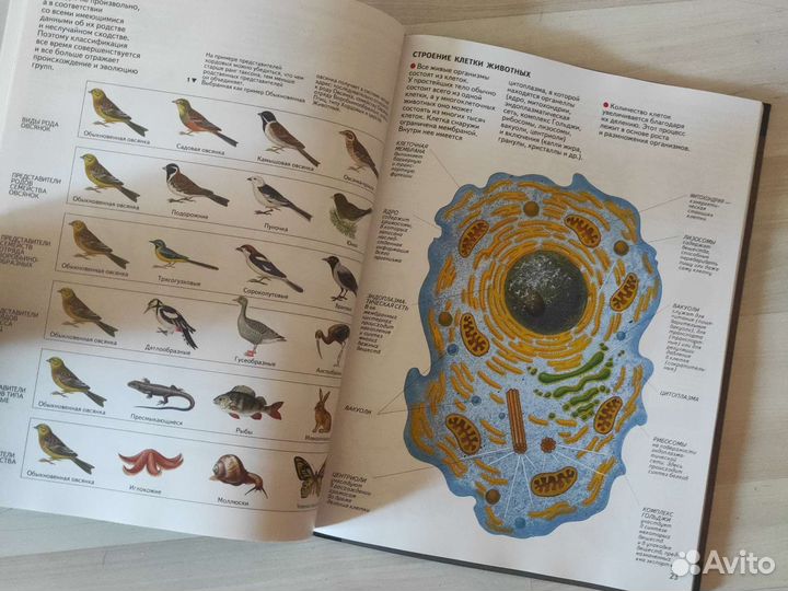 Атлас Беспозвоночные животные