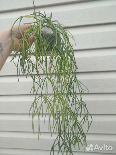 Рипсалис, хатиора