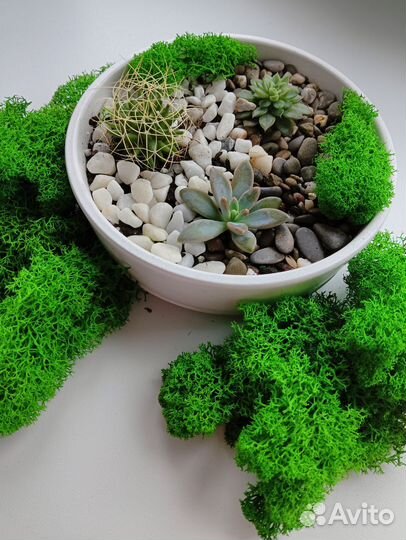 Флорариум мини