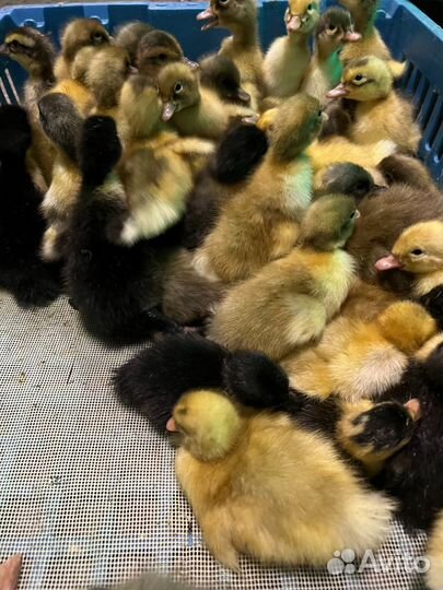 Утка фаворит суточная