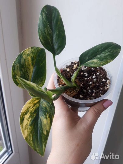 Фикус бенджамина, драцена, спатифиллум, крассула