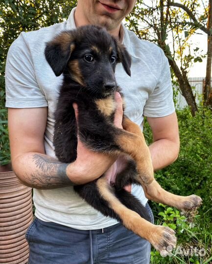 Щенки в добрые руки