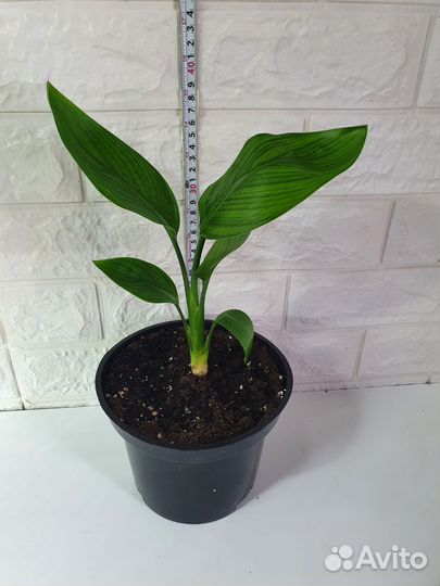 Стрелиция Королевская(Регина)