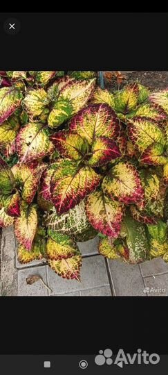 Колеусы сортовые