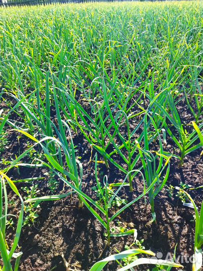 Молодые стрелки чеснока