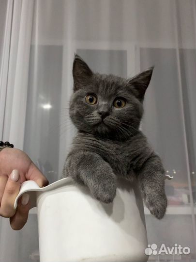 Британская