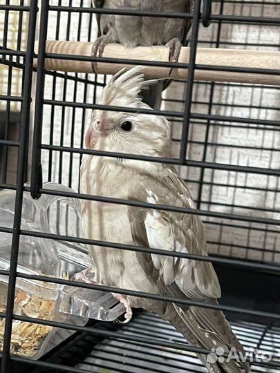 Попугай Корелла (птенцы)