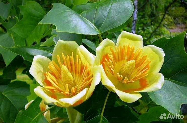 Лириодендрон, семена