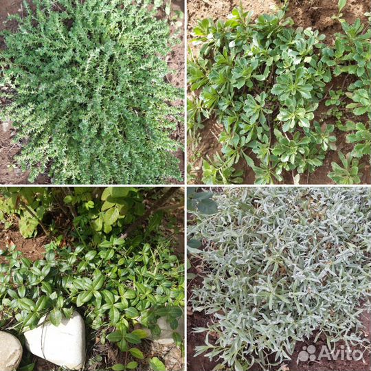 Саженцы розы, магонии, божьего дерева