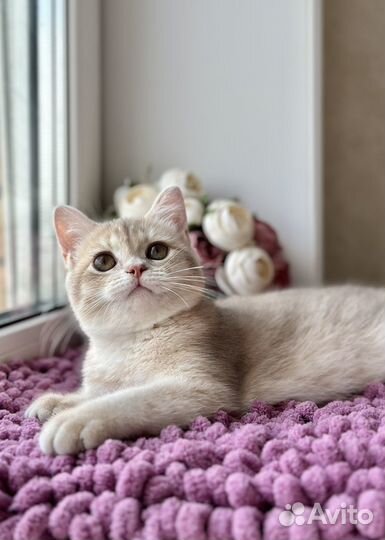 Шикарная кошка золотая лиловая шиншилла су11 шоу