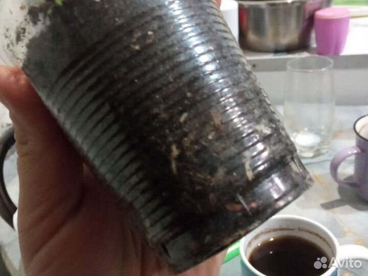 Монстера альба