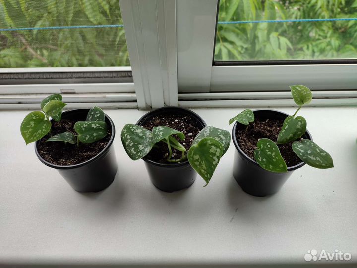 Сциндапсус пиктус