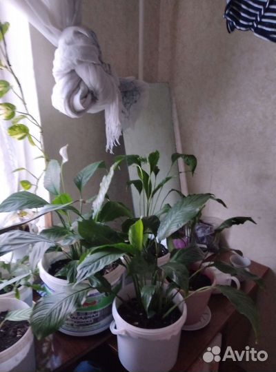 Комнатные цветы антуриум