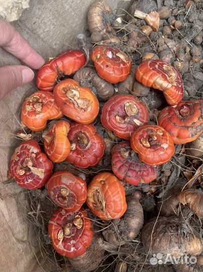 Гладиолусы луковицы