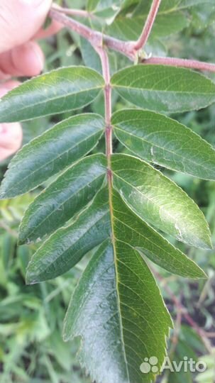 Рябина сахарная 