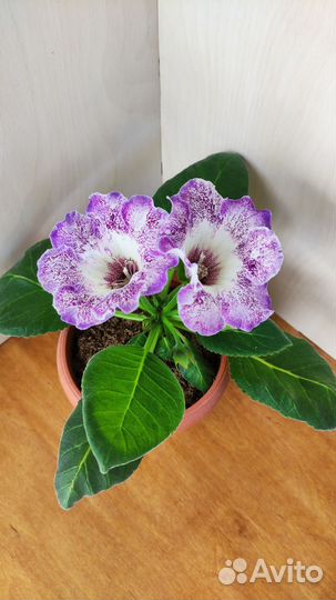 Глоксинии немахровые