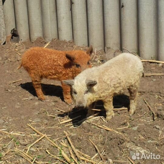 Поросята венгерской мангалицы