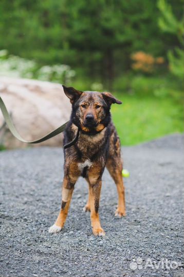 Грей ищет дом