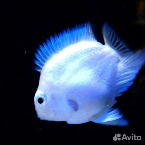 Платиновый попугай