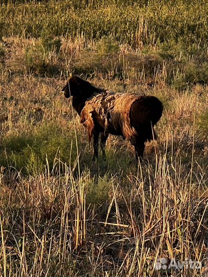 Баран на племя