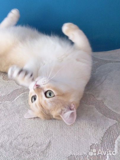 Золотой котик